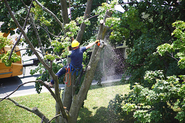  Wheatland, WY Tree Services Pros